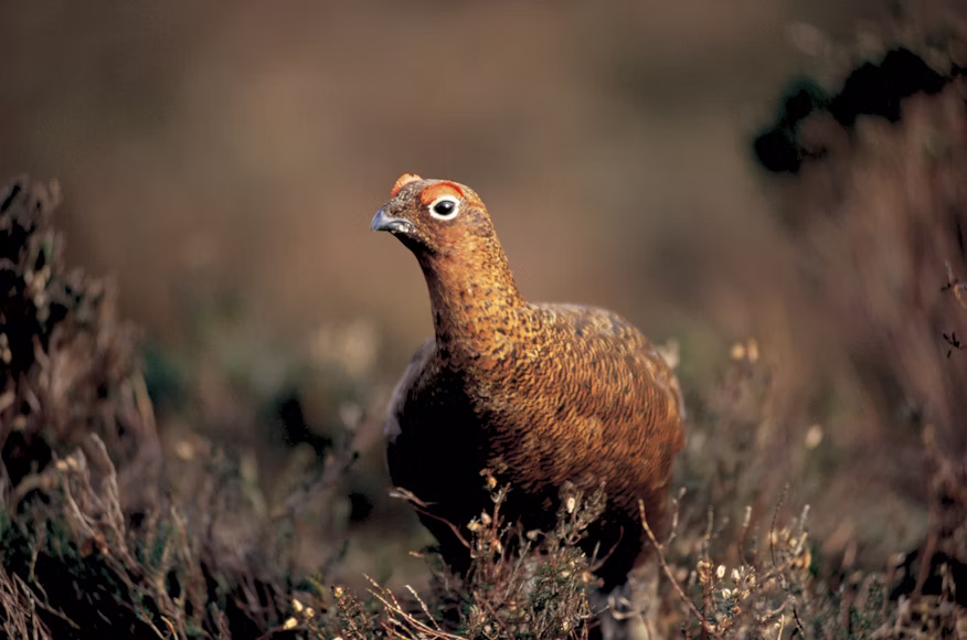 Grouse